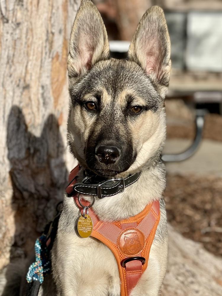 Enlarge Marley, a Adoptable mixed breed in Denver, CO image 4/6