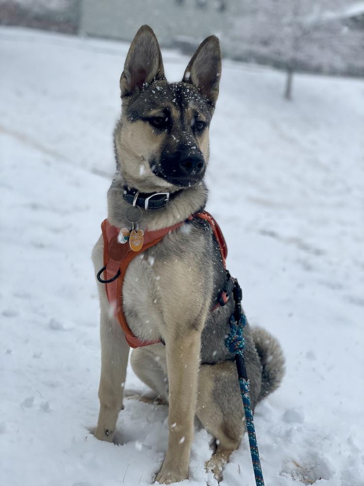 Enlarge Marley, a Adoptable mixed breed in Denver, CO image 5/6