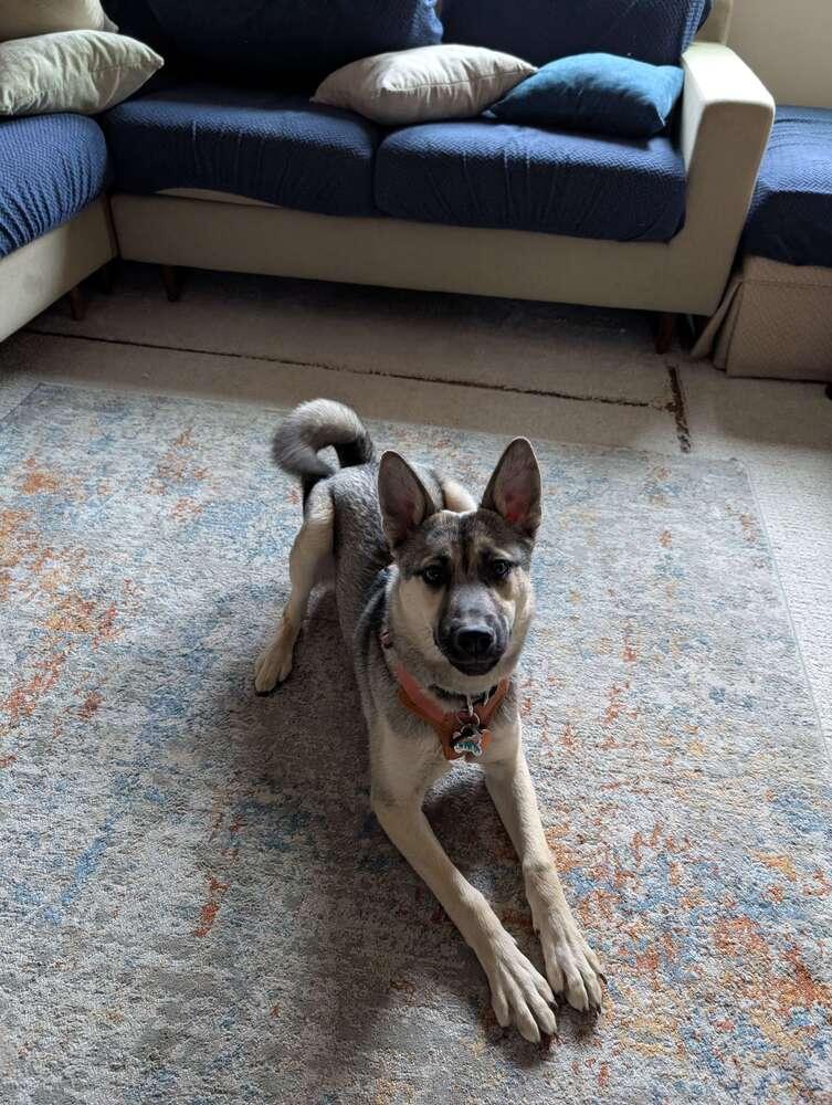 Enlarge Marley, a Adoptable mixed breed in Denver, CO image 5/6