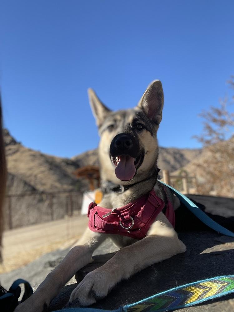 Enlarge Marley, a Adoptable mixed breed in Denver, CO image 5/6