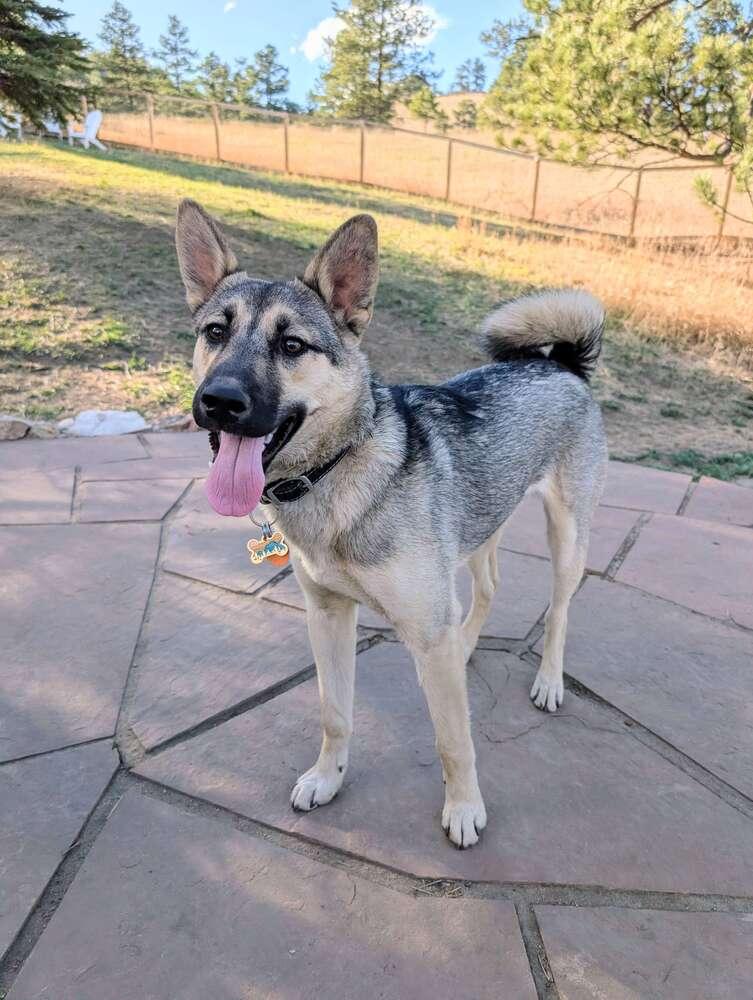 Enlarge Marley, a Adoptable mixed breed in Denver, CO image 6/6