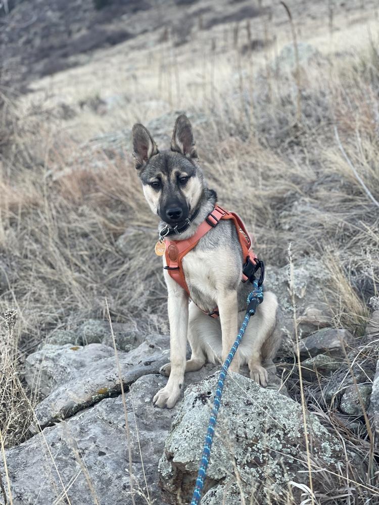 Enlarge Marley, a Adoptable mixed breed in Denver, CO image 6/6