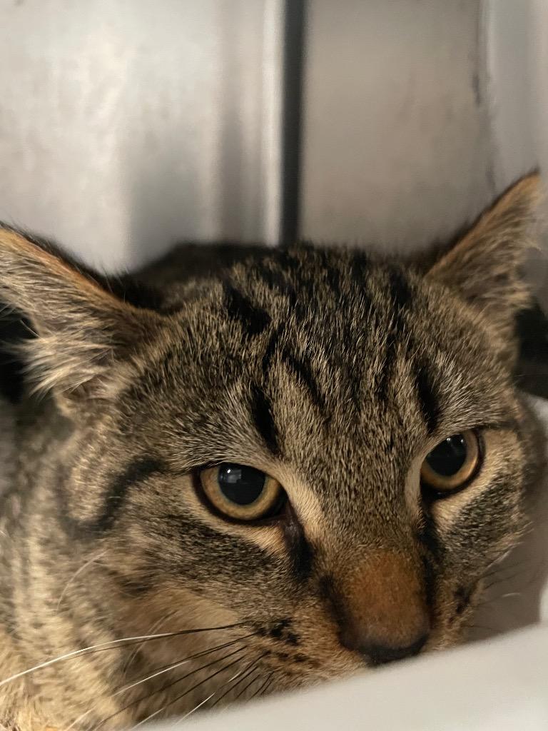 Mia4 Sky, Adoptable, Kitten Male Domestic Medium Hair.