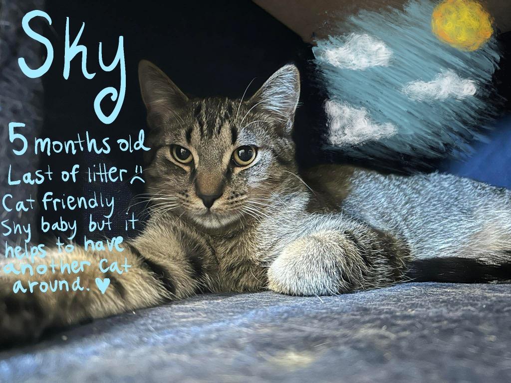 Enlarge Mia4 Sky, a Adoptable mixed breed in Ashland, WI image 2/4