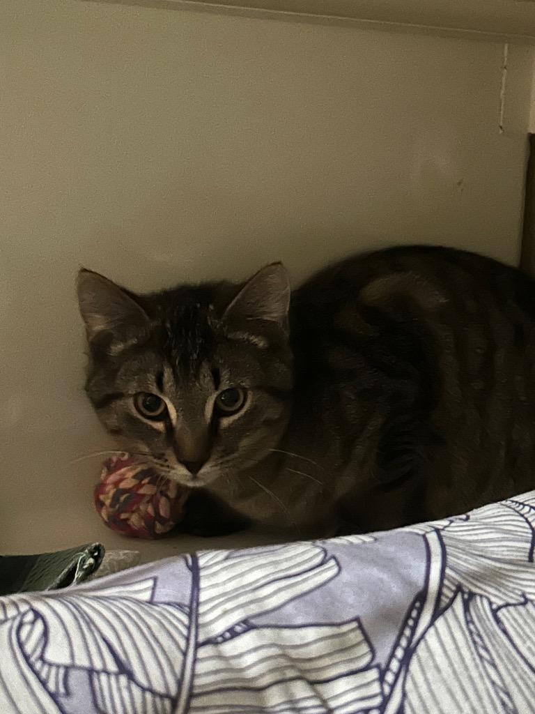 Enlarge Mia4 Sky, a Adoptable mixed breed in Ashland, WI image 2/2