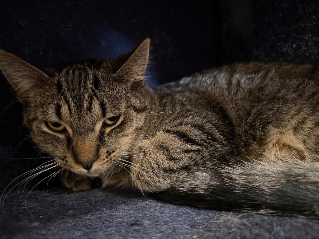 Enlarge Mia4 Sky, a Adoptable mixed breed in Ashland, WI image 4/4