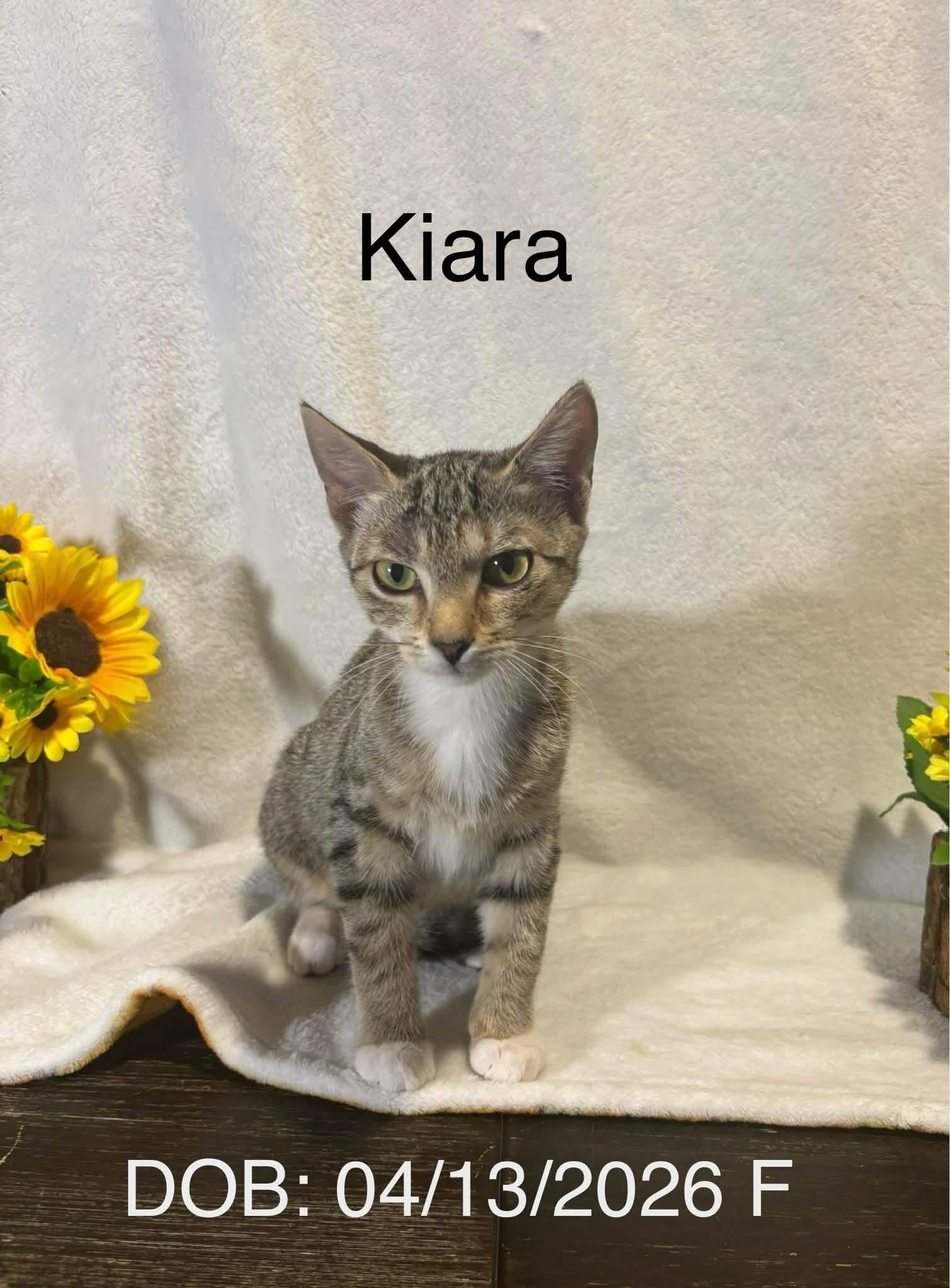 Kiara, ADOPTABLE, Young Female Domestic Short Hair.