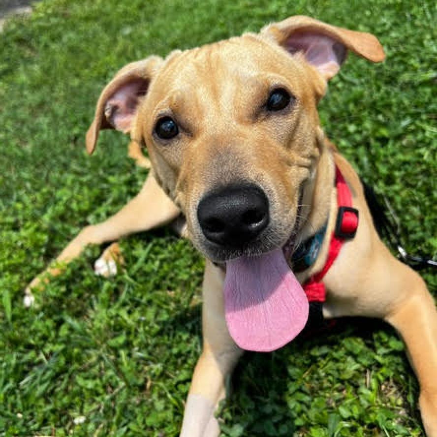 Odie, Adoptable, Adult Male Mixed Breed.