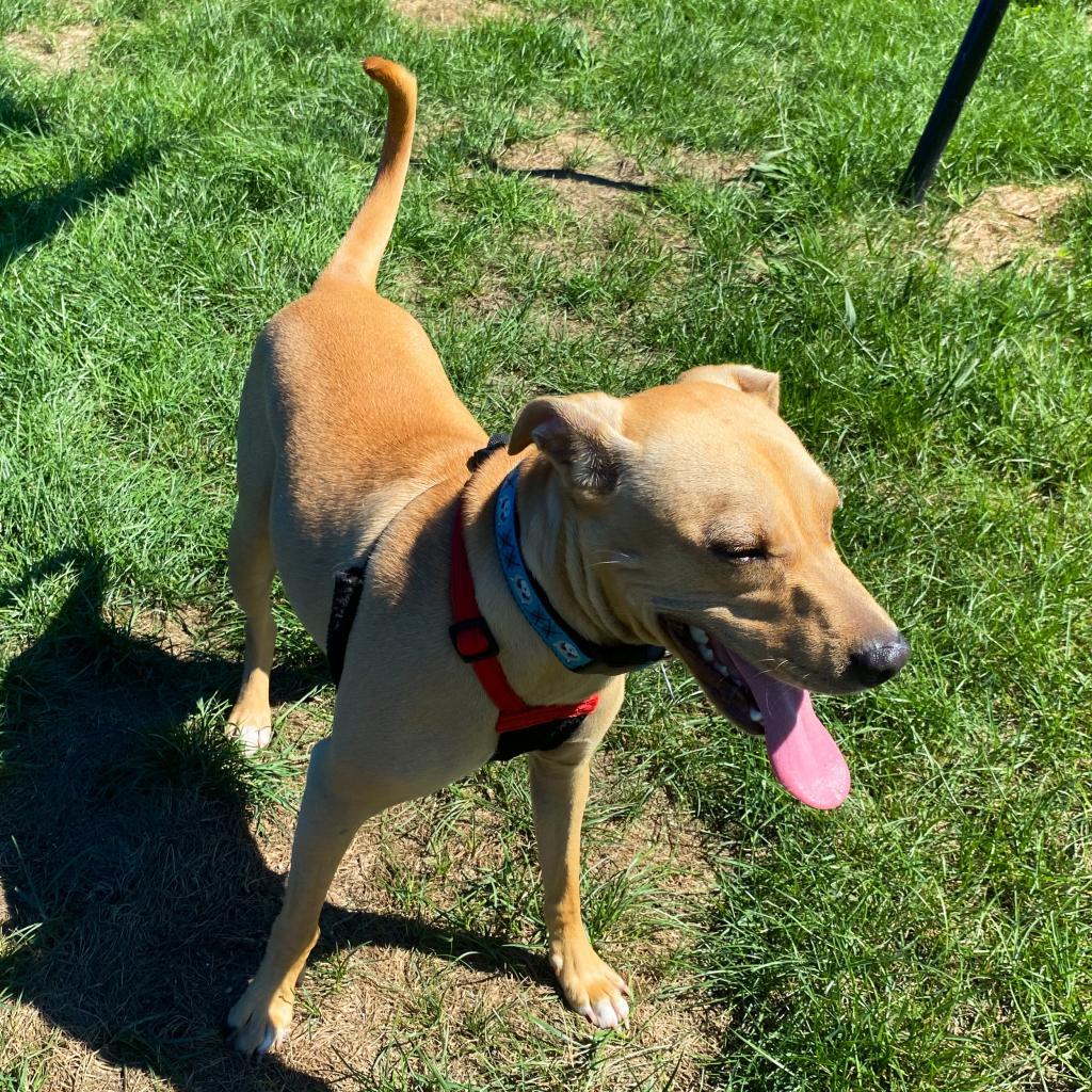 Odie, a Adoptable Mixed Breed in Fletcher, NC image 2/5