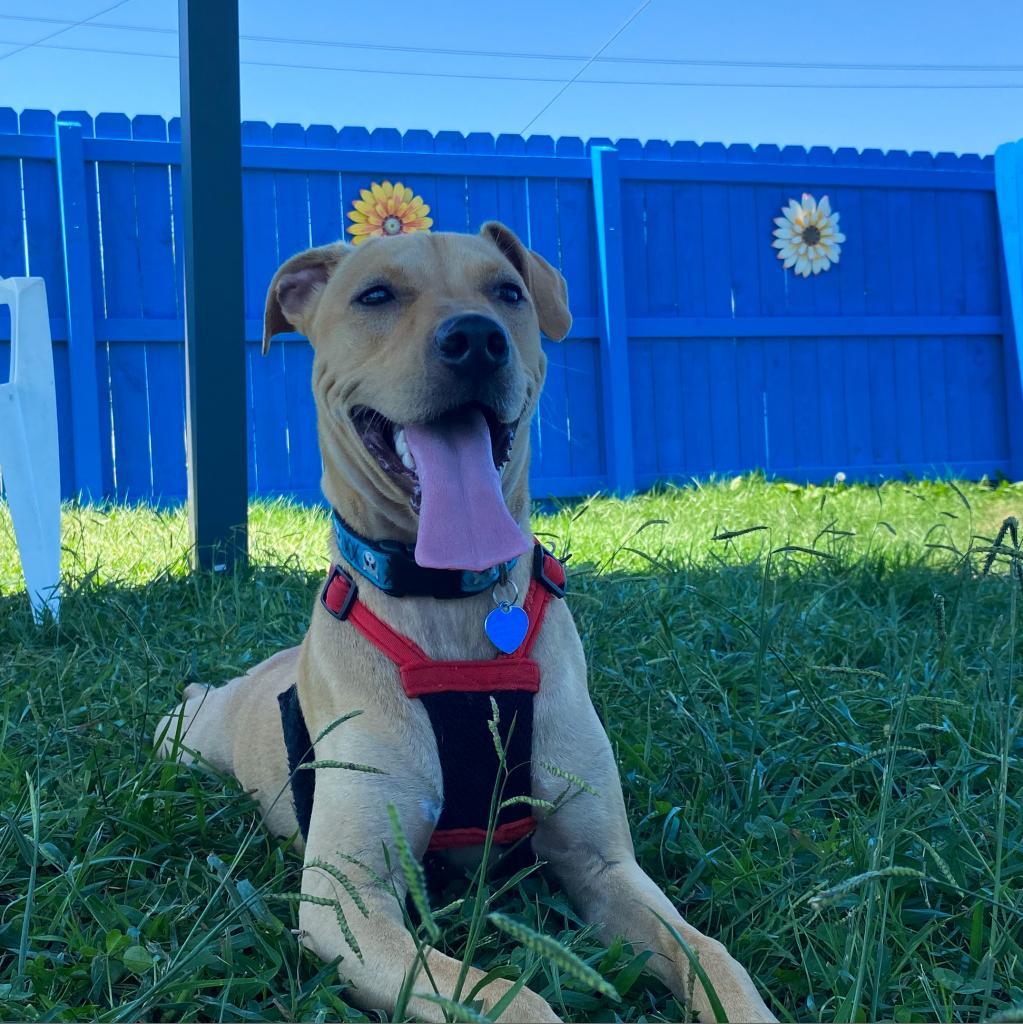 Odie, a Adoptable Mixed Breed in Fletcher, NC image 3/5