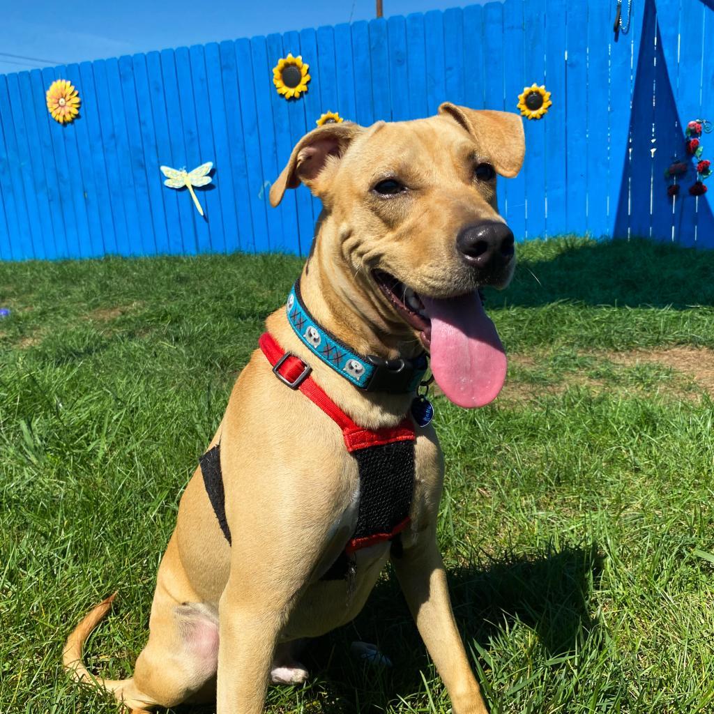 Enlarge Odie, a Adoptable Mixed Breed in Fletcher, NC image 5/5