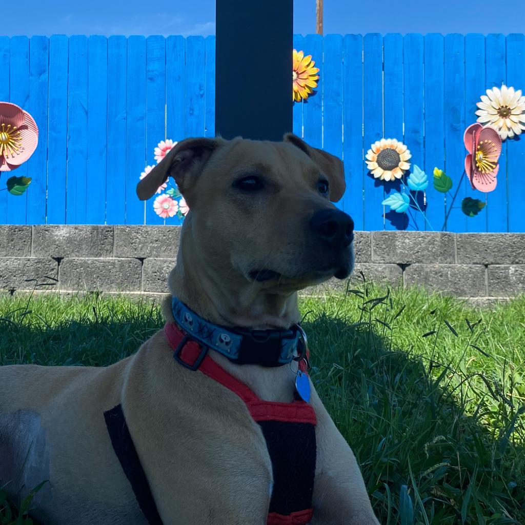 Odie, a Adoptable Mixed Breed in Fletcher, NC image 5/5