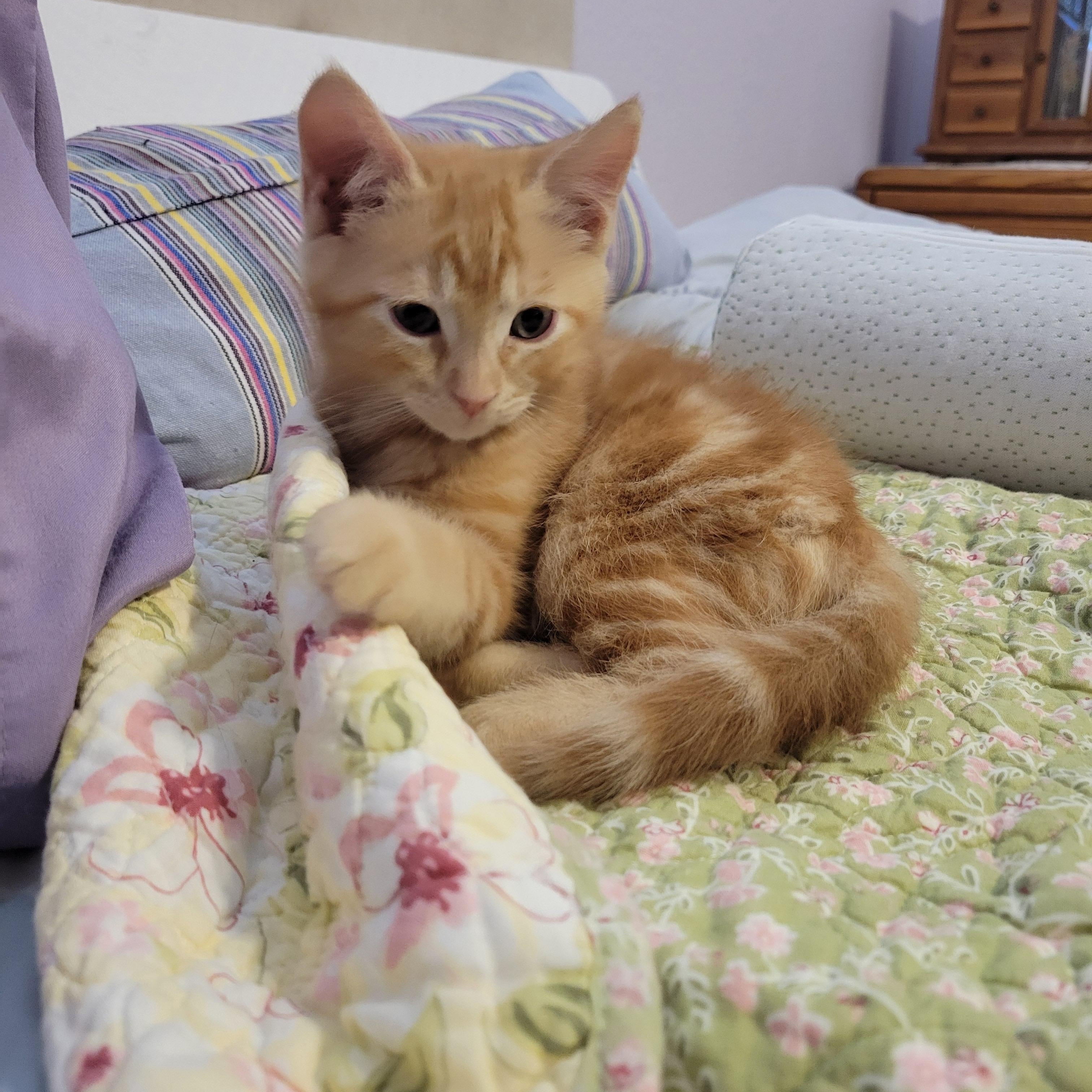 Cheeto, a ADOPTABLE Domestic Short Hair in Elk Grove, CA image 1/3