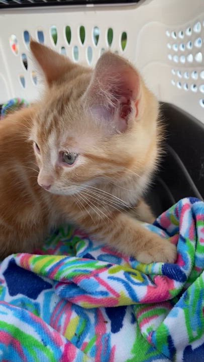 Enlarge Cheeto, a ADOPTABLE Domestic Short Hair in Elk Grove, CA video 2/3