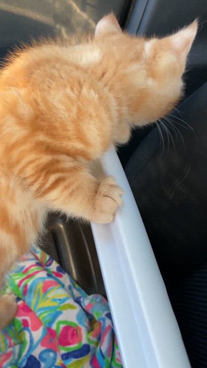 Enlarge Cheeto, a ADOPTABLE Domestic Short Hair in Elk Grove, CA video 3/3