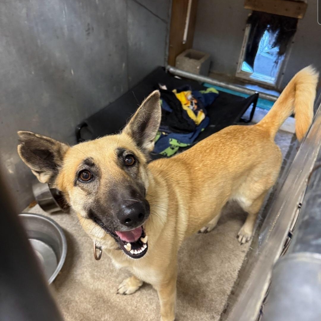 Demi - Friendly, Happy GSD- Foster Needed!, Adoptable, Young Female German Shepherd Dog.
