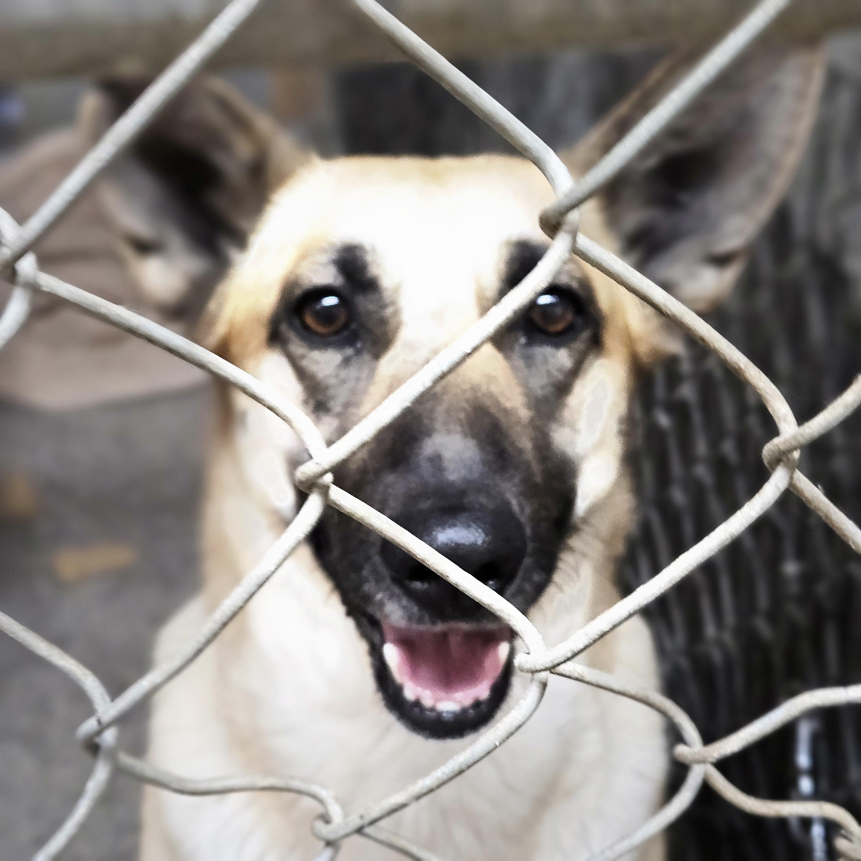 Enlarge Demi - Friendly, Happy GSD- Foster Needed!, a Adoptable mixed breed in Seattle, WA image 2/5