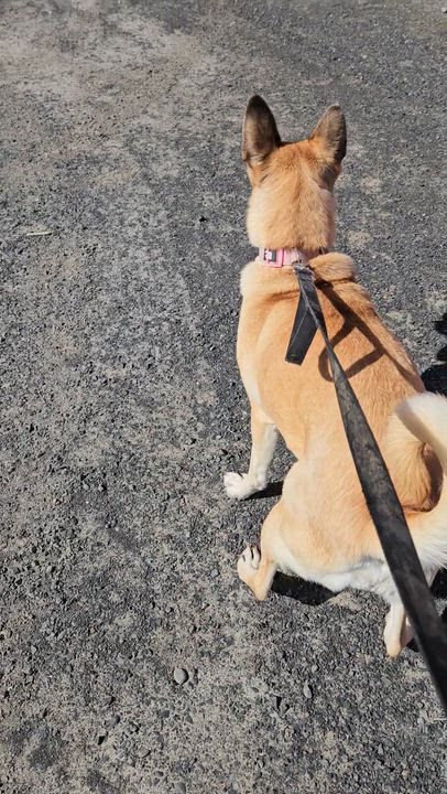 Enlarge Demi - Friendly, Happy GSD- Foster Needed!, a Adoptable mixed breed in Seattle, WA video 3/5