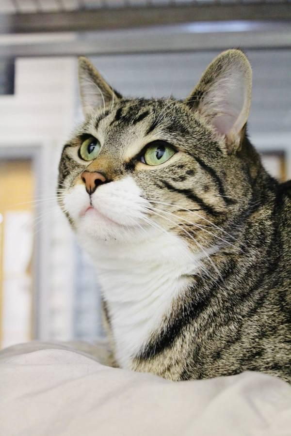 Hopper, Adoptable, Adult Male Domestic Short Hair.