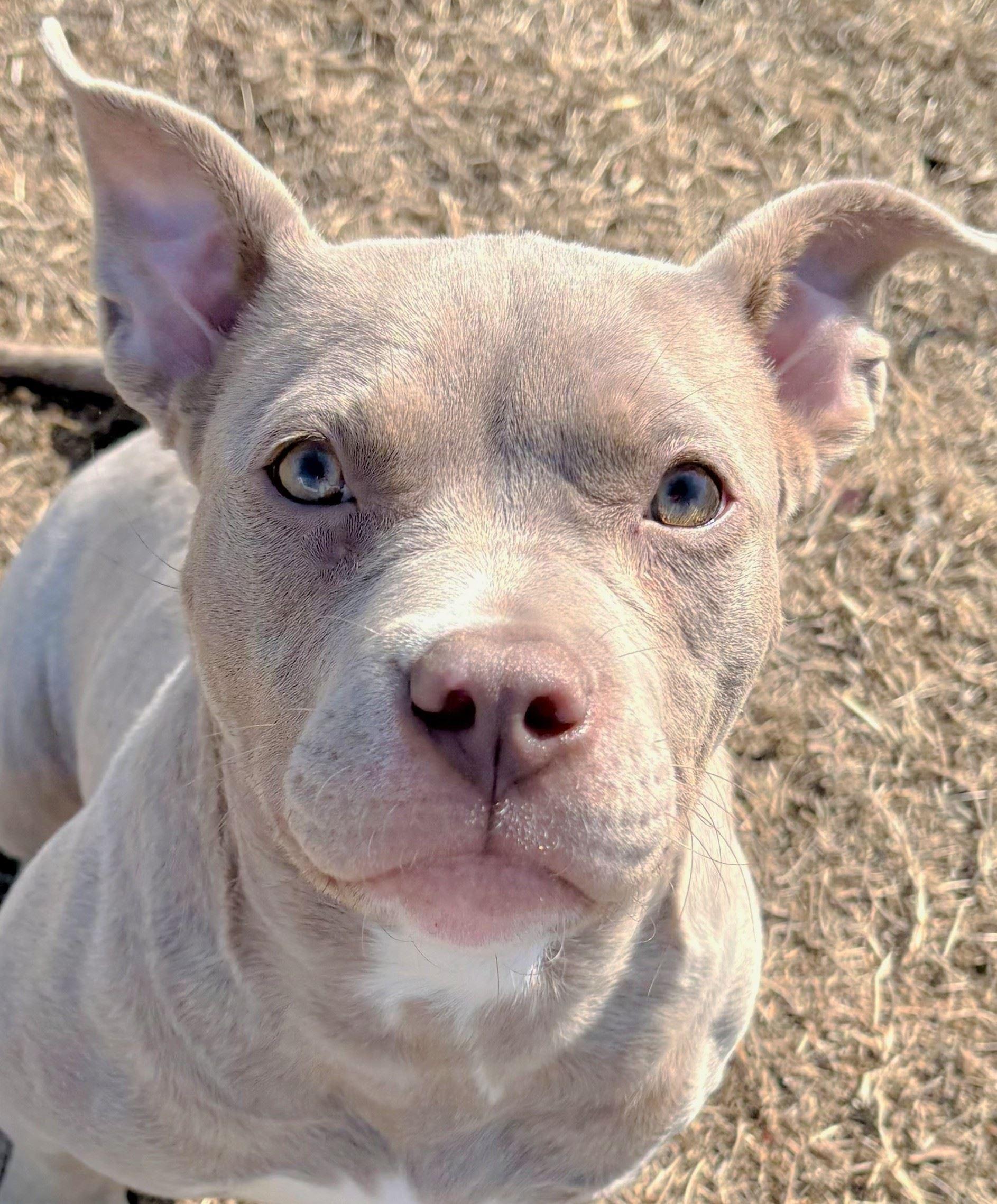 Enlarge Charmaine, a ADOPTABLE Pit Bull Terrier in Iowa City, IA image 1/3