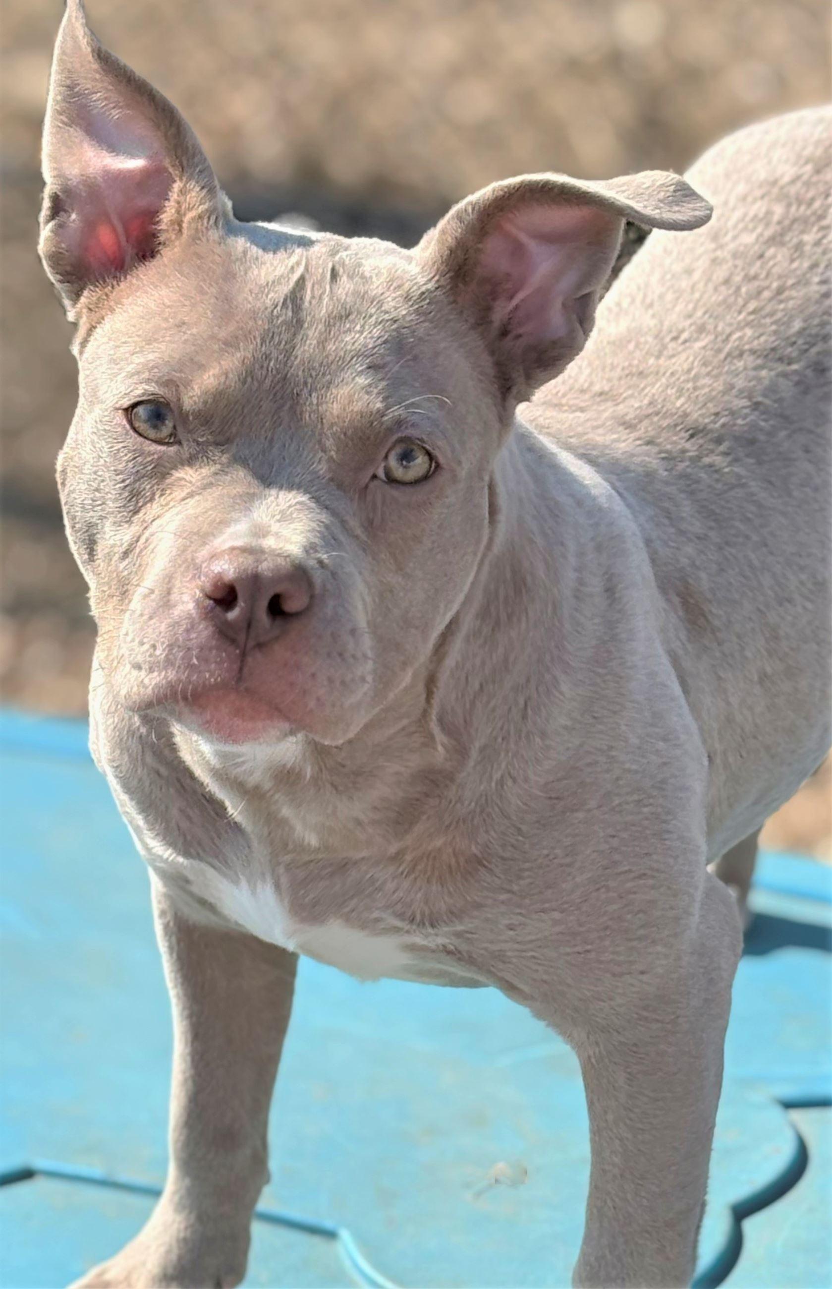 Enlarge Charmaine, a ADOPTABLE Pit Bull Terrier in Iowa City, IA image 3/3