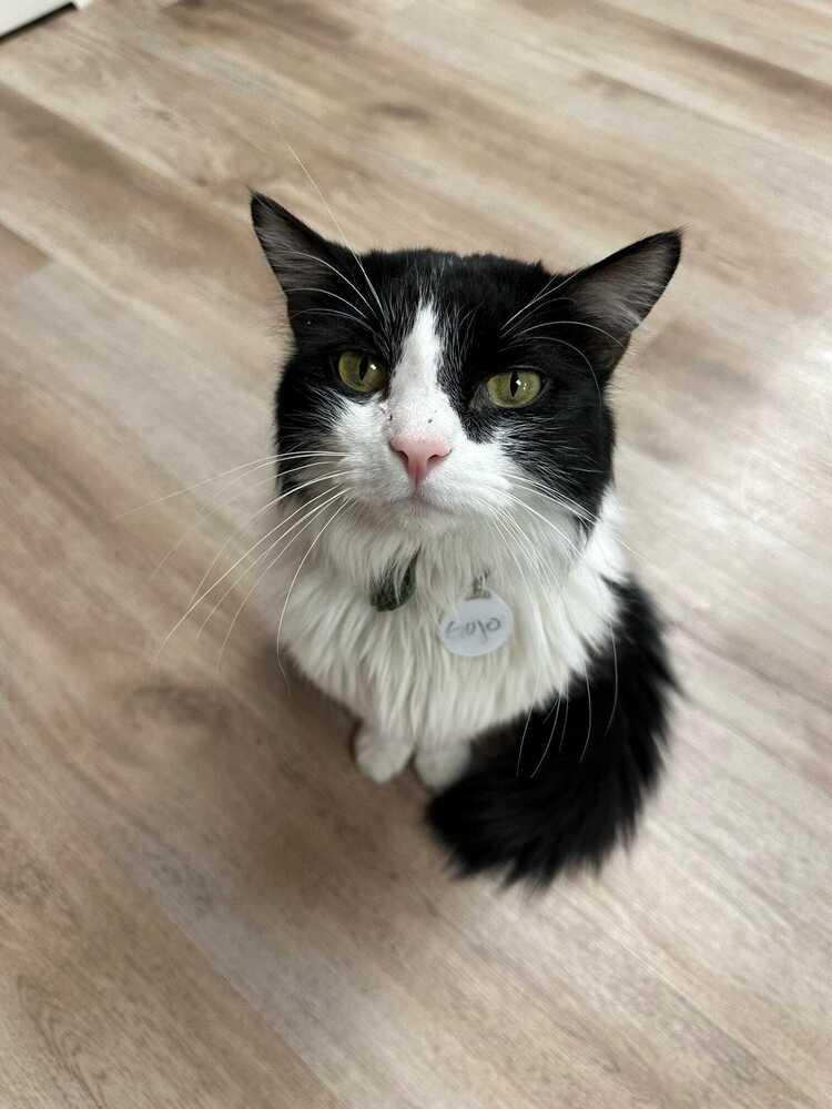Gojo, Adoptable, Adult Male Domestic Medium Hair.