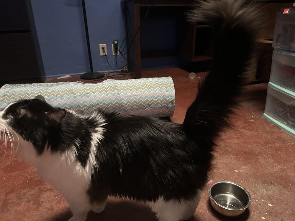 Enlarge Gojo, a Adoptable mixed breed in tucson, AZ image 2/6