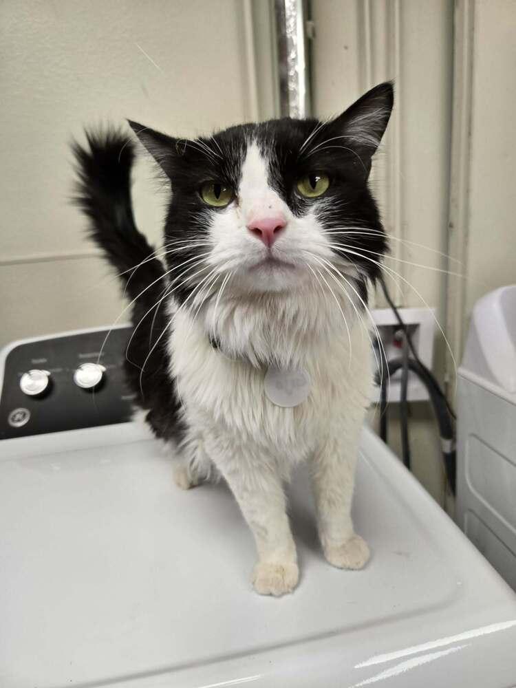 Enlarge Gojo, a Adoptable mixed breed in tucson, AZ image 5/6