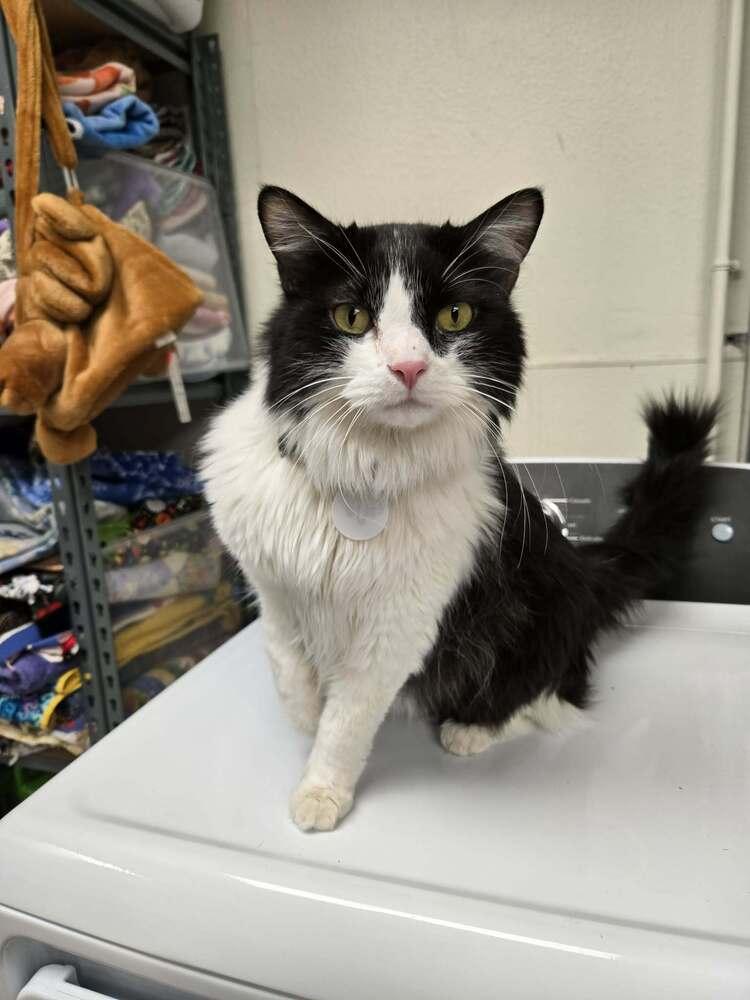 Enlarge Gojo, a Adoptable mixed breed in tucson, AZ image 6/6