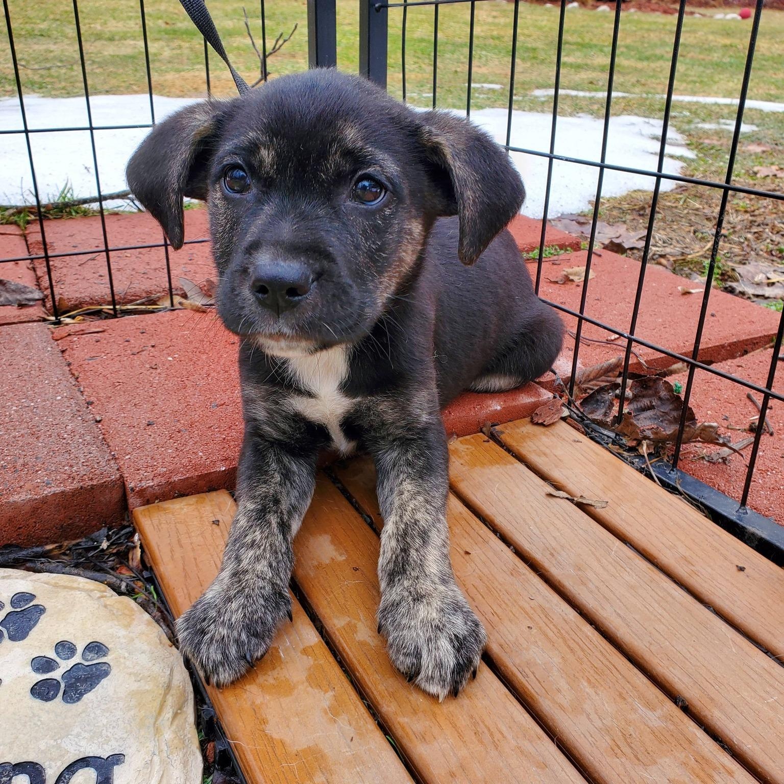 Fred, Adoptable, Puppy Male Golden Retriever & Mixed Breed.