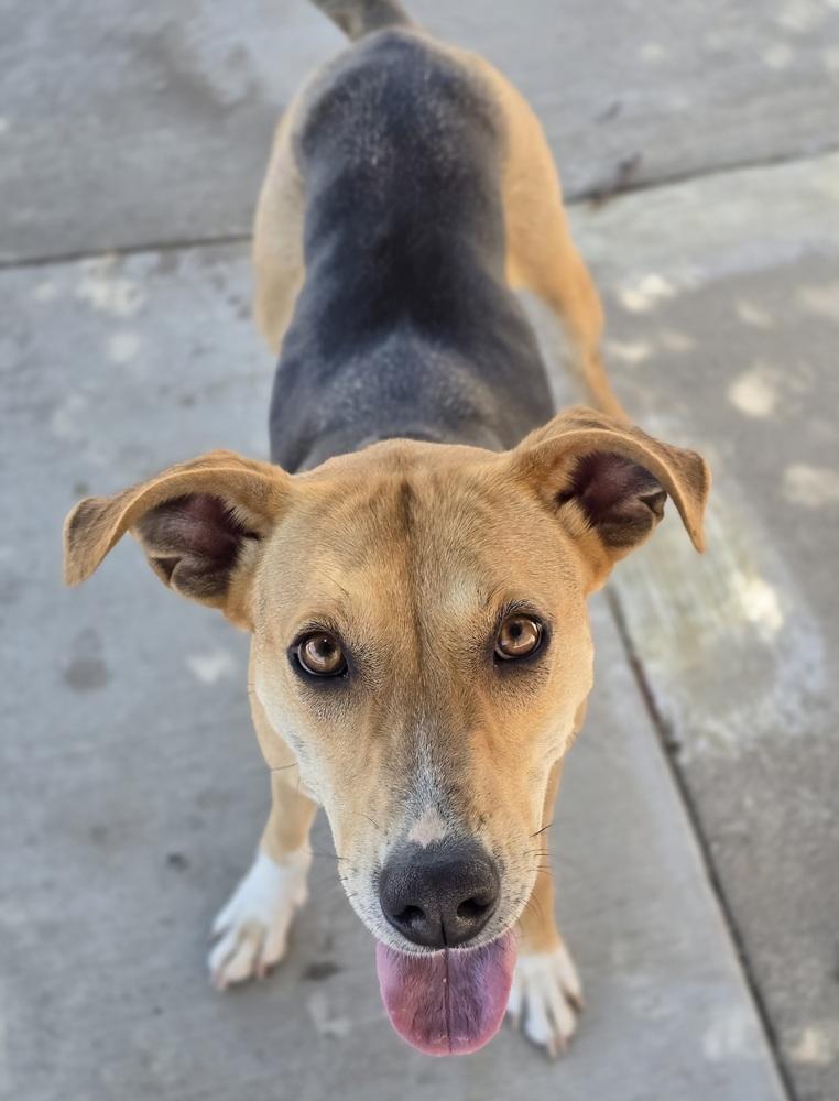 Enlarge Noreen, a Adoptable mixed breed in Sedalia, CO image 1/6