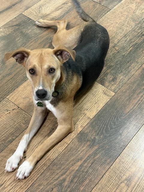 Enlarge Noreen, a Adoptable mixed breed in Sedalia, CO image 2/6