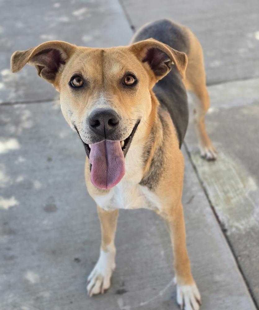 Enlarge Noreen, a Adoptable mixed breed in Sedalia, CO image 3/6