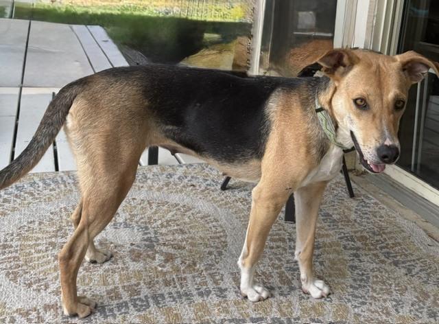 Enlarge Noreen, a Adoptable mixed breed in Sedalia, CO image 4/6