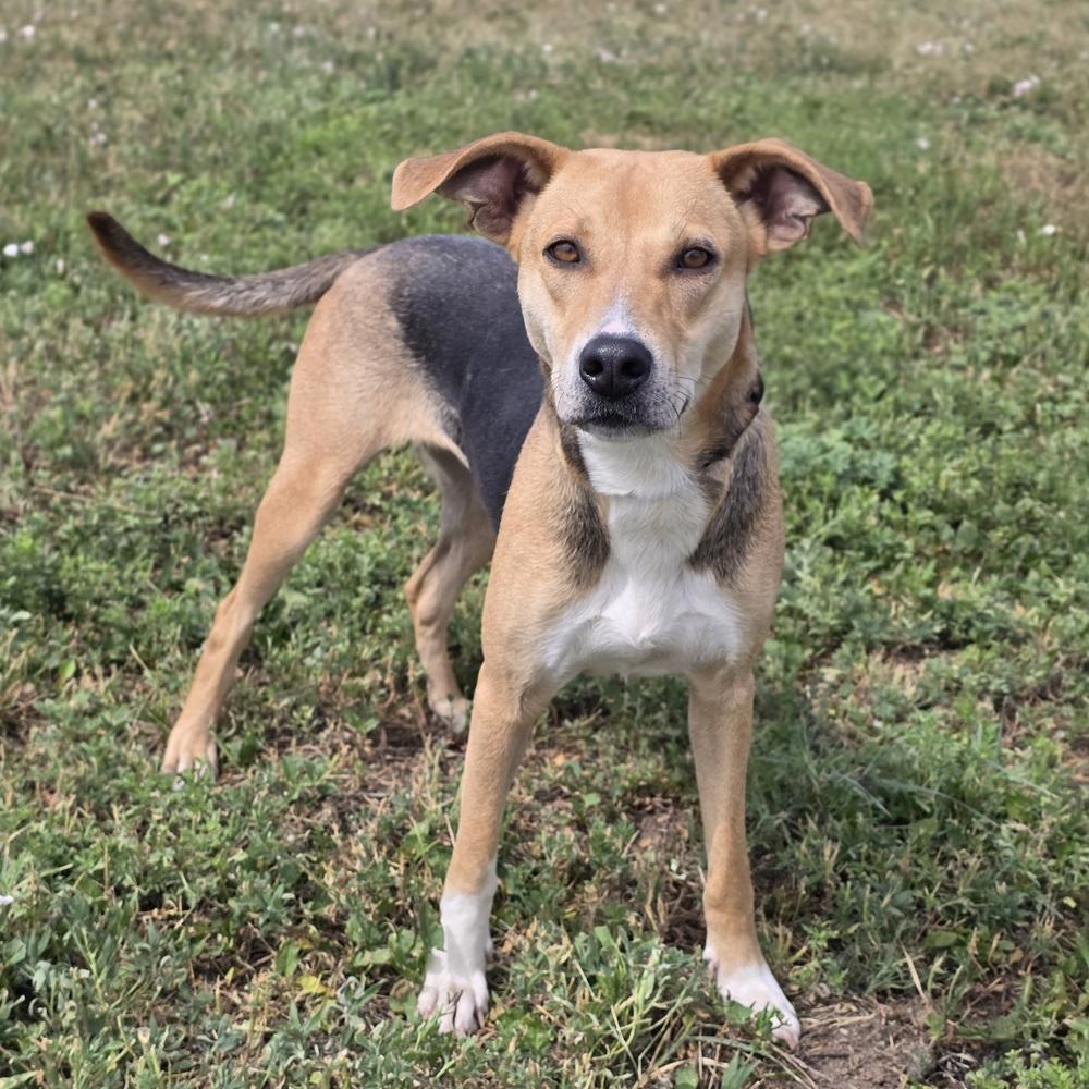 Enlarge Noreen, a Adoptable mixed breed in Sedalia, CO image 5/6