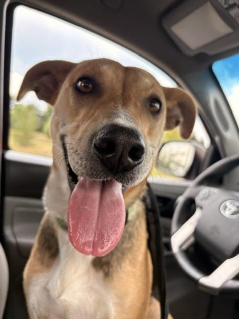 Enlarge Noreen, a Adoptable mixed breed in Sedalia, CO image 6/6