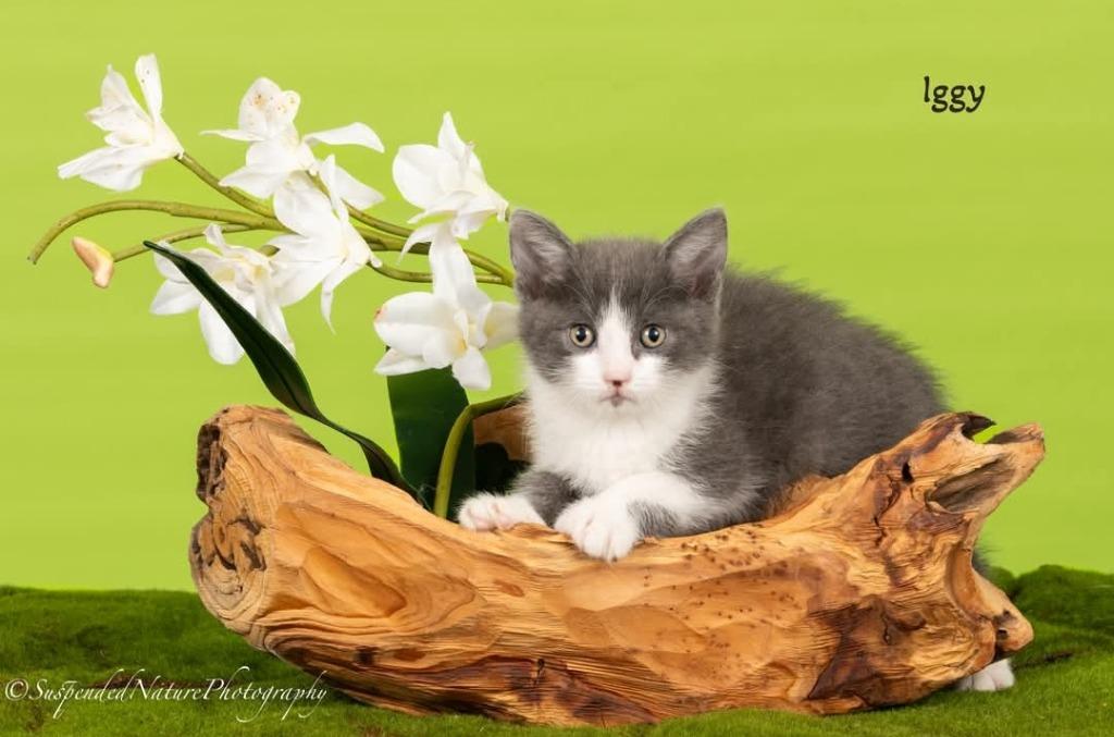 Enlarge Iggy, a Adoptable mixed breed in San Jacinto, CA image 1/2