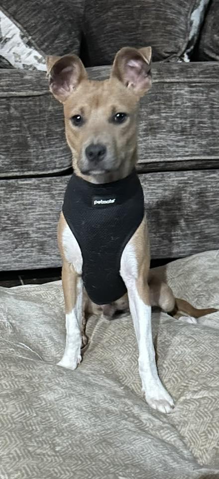 Enlarge JAKE IS LOOKING FOR FOSTER OR ADOPTER, a Adoptable mixed breed in Frisco, TX image 4/4