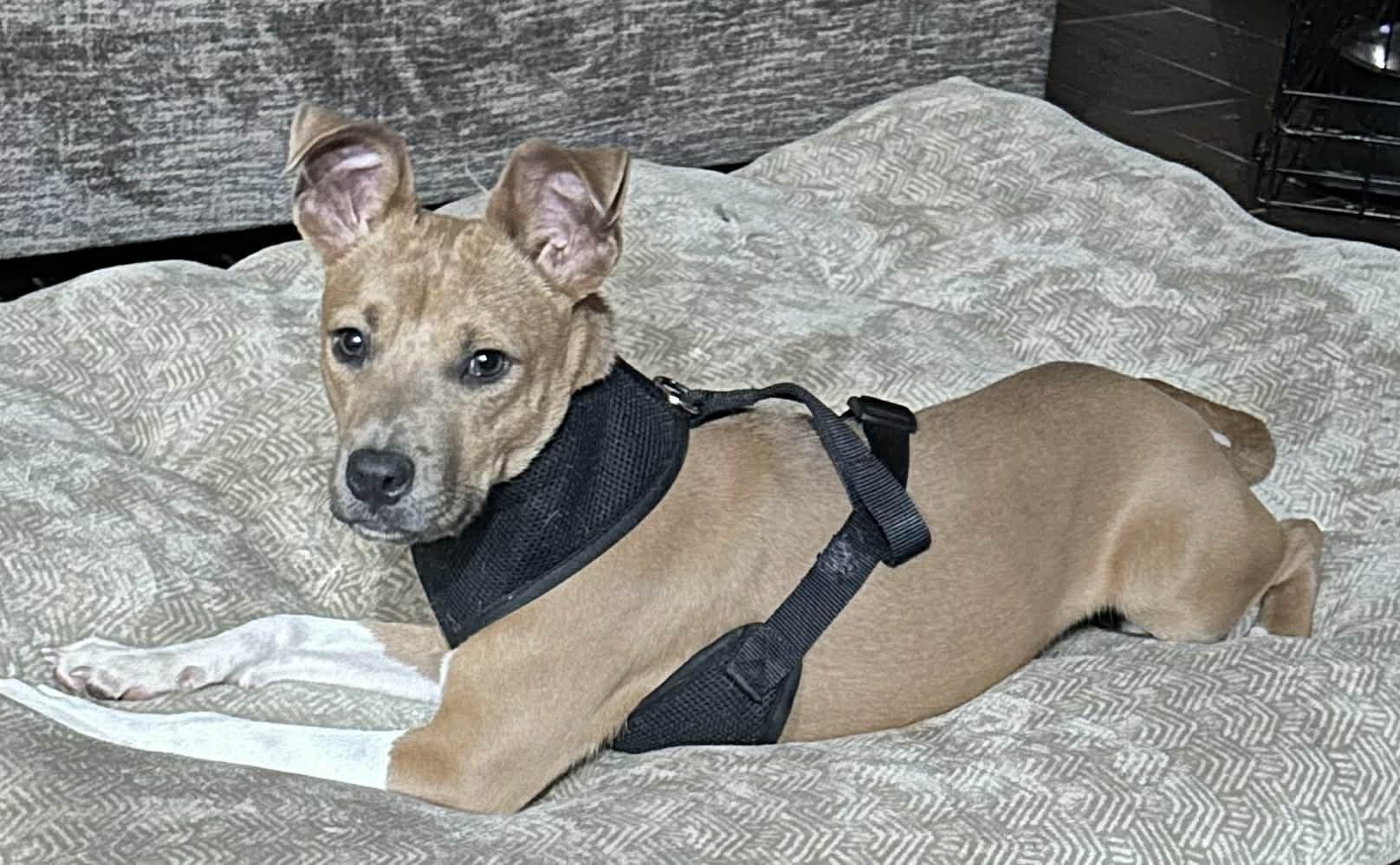 Enlarge JAKE IS LOOKING FOR FOSTER OR ADOPTER, a Adoptable mixed breed in Frisco, TX image 2/4