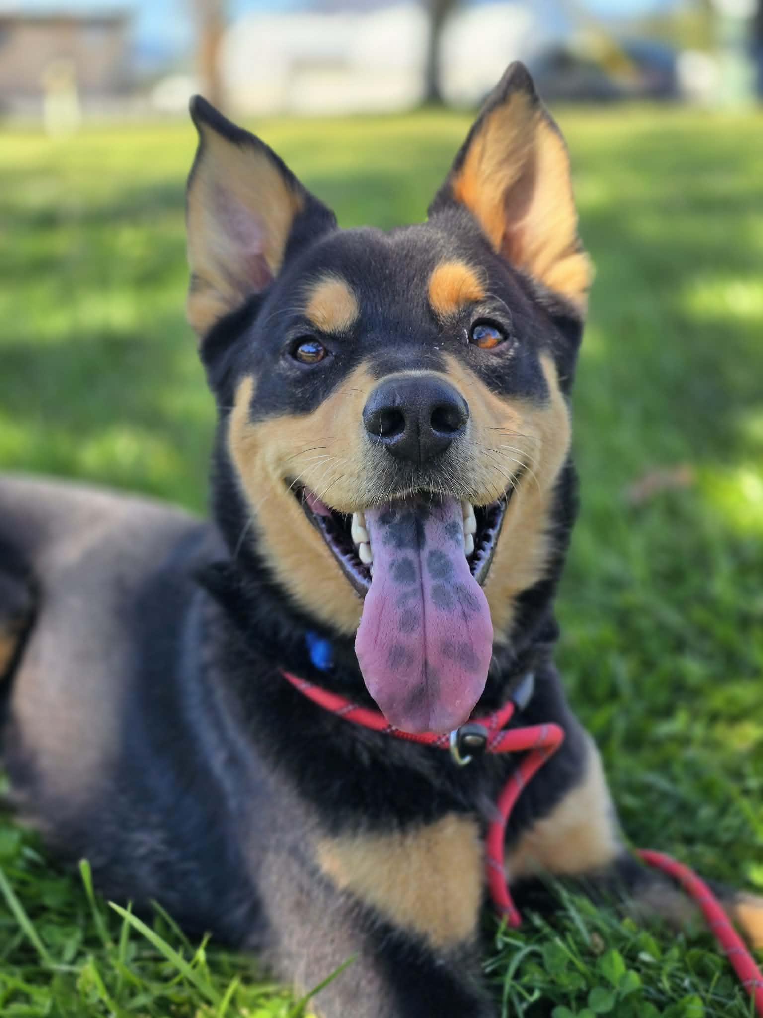 Zeke, a ADOPTABLE mixed breed in Grants Pass, OR image 1/6