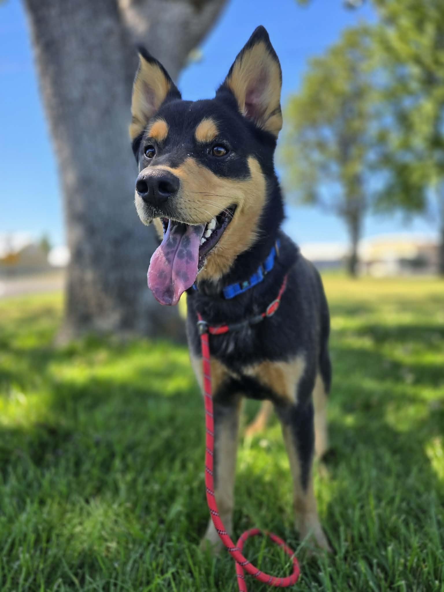 Zeke, a ADOPTABLE mixed breed in Grants Pass, OR image 3/6