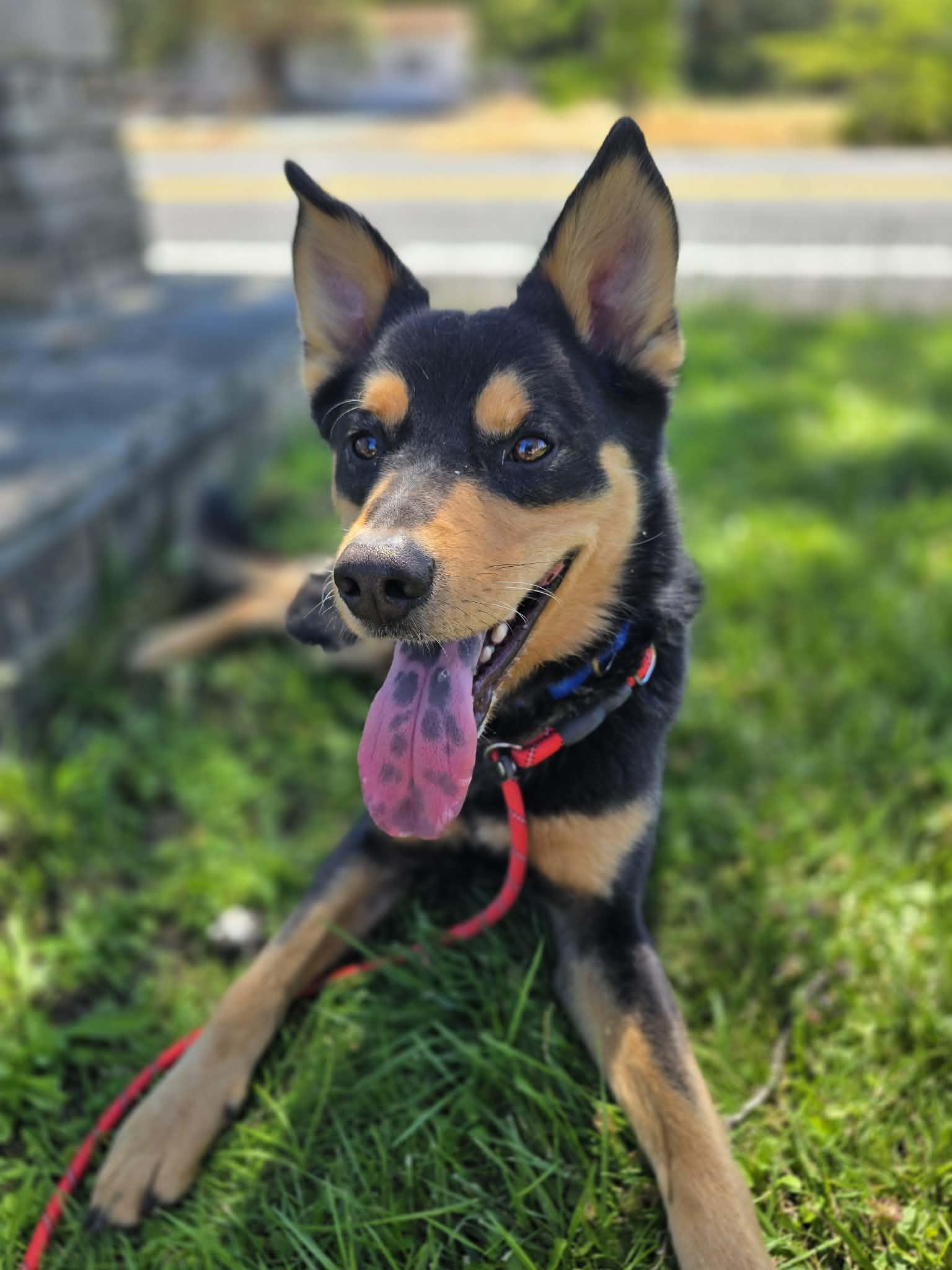 Zeke, a ADOPTABLE mixed breed in Grants Pass, OR image 6/6