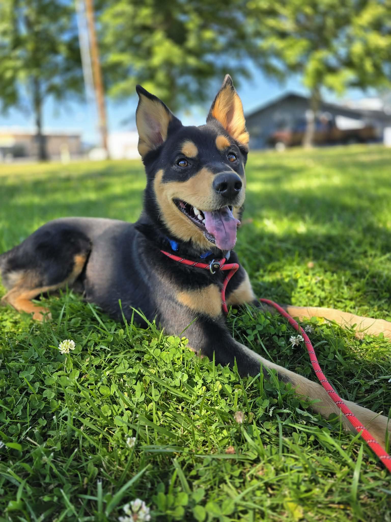 Zeke, a ADOPTABLE mixed breed in Grants Pass, OR image 5/6