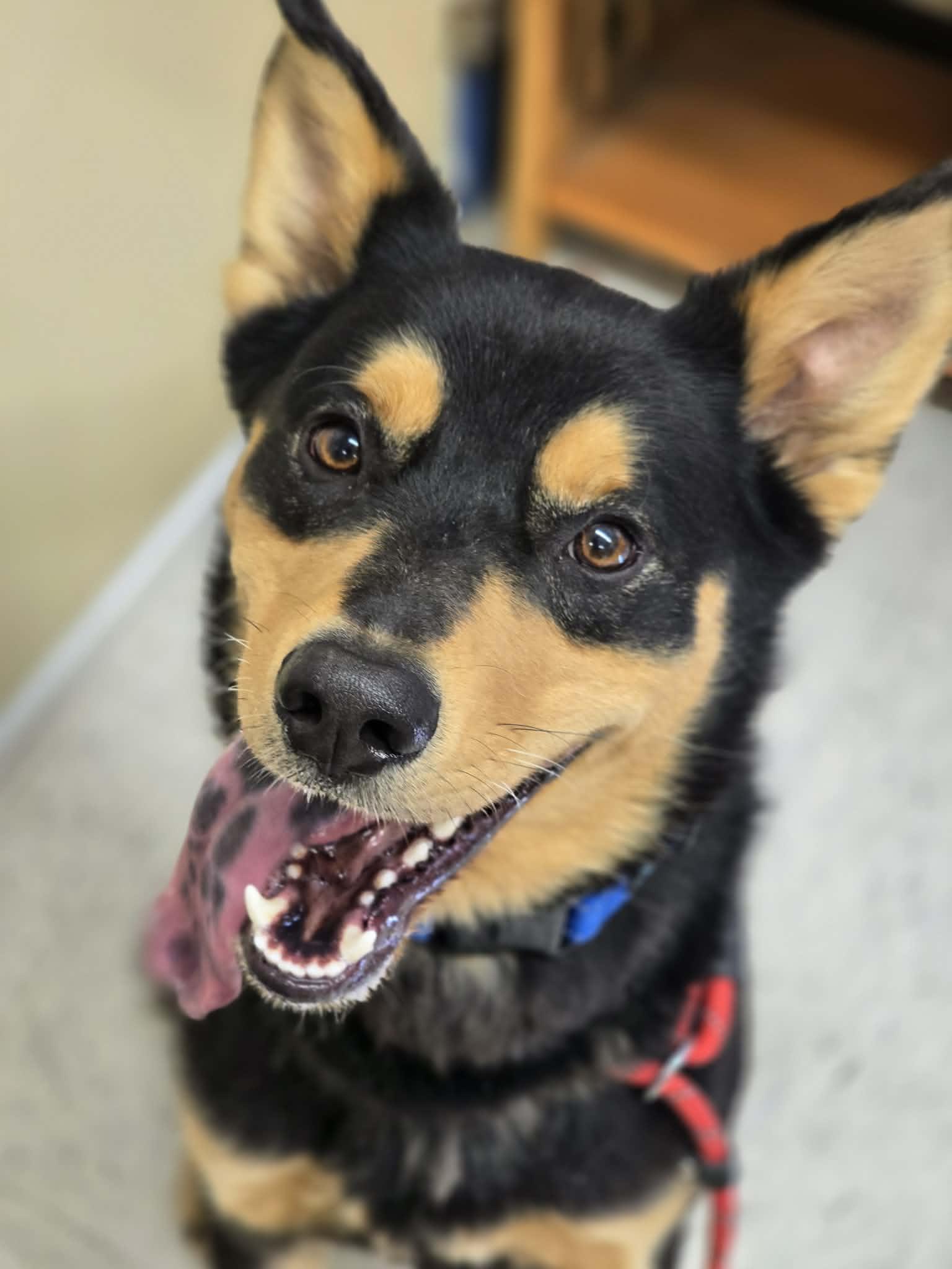 Zeke, a ADOPTABLE mixed breed in Grants Pass, OR image 2/6