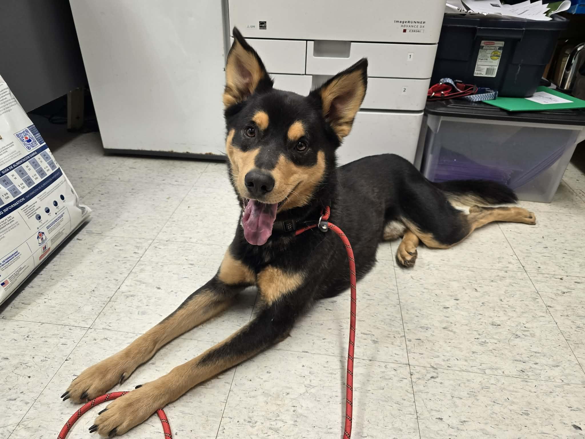 Zeke, a ADOPTABLE mixed breed in Grants Pass, OR image 4/6