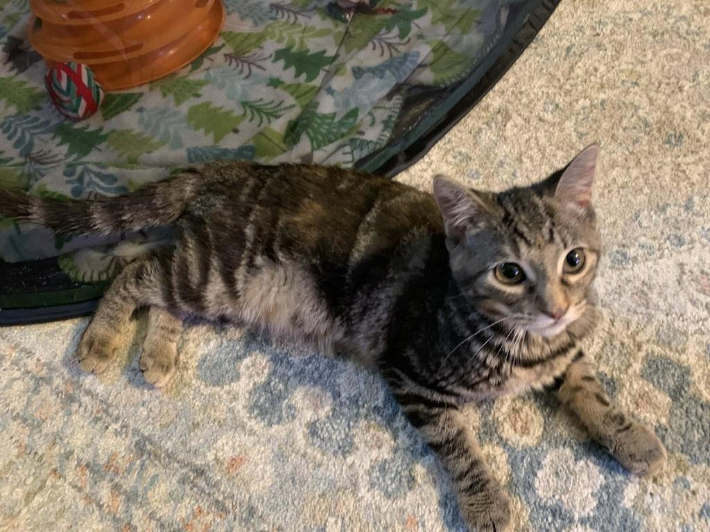 Bridgette, adopted, Kitten Female Tabby.