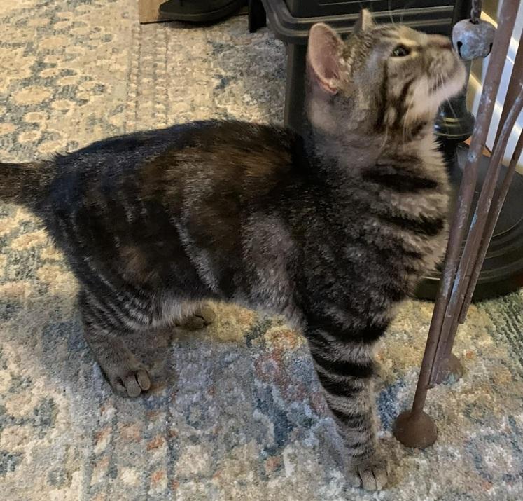 Enlarge Bridgette, an adopted Tabby in Waxahachie, TX image 2/2