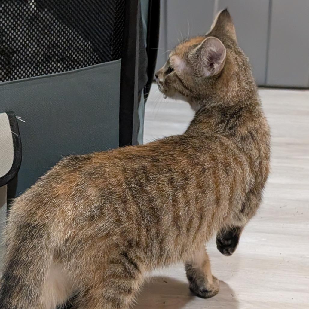 Avery, Adoptable, Kitten Female Domestic Short Hair.