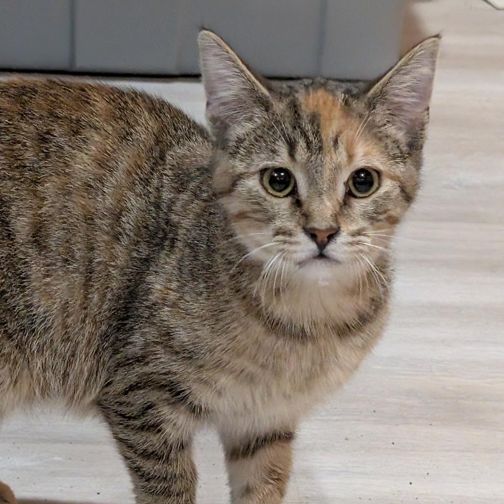 Enlarge Avery, a Adoptable Domestic Short Hair in Roselle, IL image 2/2
