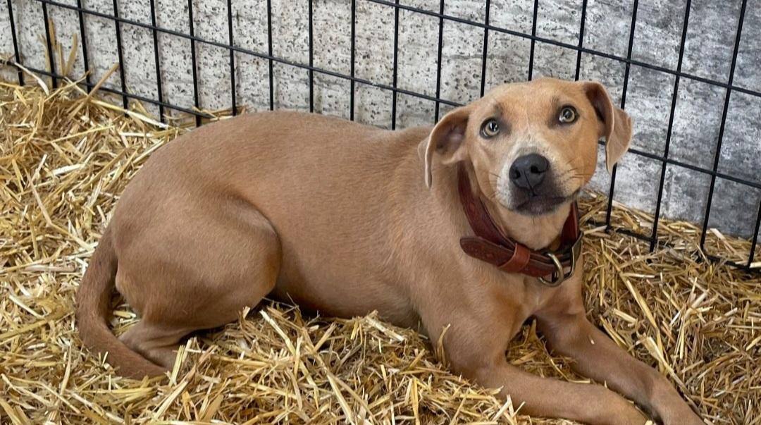 T-Kady, an adoptable Blue Lacy in Billings, MT, 59101 | Photo Image 1
